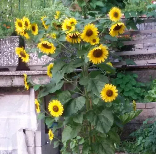 Reginaldo's Aparthotel Nesso