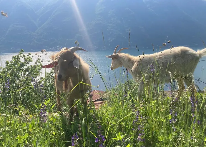 アパートホテル Reginaldo's 4*